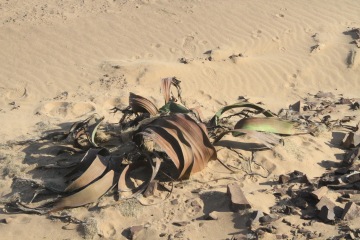 Sto tisíc lachtanů, Etosha a zatraceně zajímavá květina (Namibie)