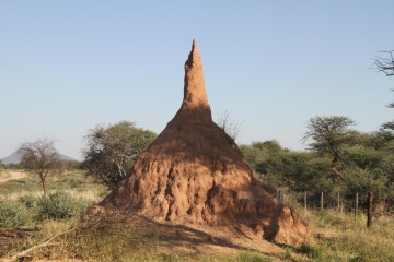 Bezradný přímorožec (Namibie)
