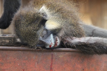 Nepředvídatelná Afrika