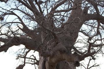 Jak to chodí v Senegalu (SENEGAL)