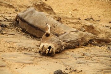 Mauretánie, Maroko, mrtvá zvířata a úplatní policisté
