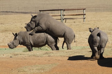 JAR: sex nosorožců a pokus o setkání s králem