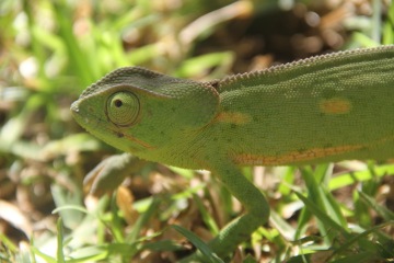 Překvapivě pokroková země (ZAMBIE)