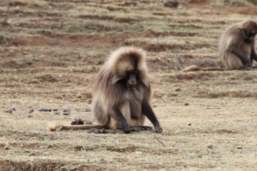 Kde je střecha Etiopie? Přírodní park Simien