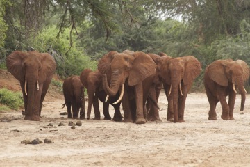 Národní park Tsavo East a naše zmizelé auto (Keňa)