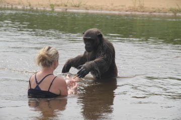 Unikátní setkání se šimpanzem (Kamerun)
