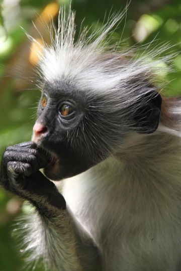 Národní park Jozani-Chwaka Bay (ZANZIBAR)