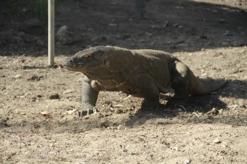Indonésie: komodští draci
