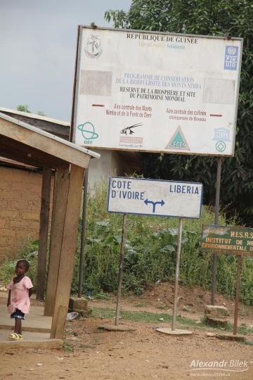 Obchod s orangutány (GUINEA)